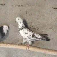 کبوتر غریبه|پرنده|نقده, |دیوار