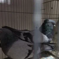 کبوتر اصفهانی و پرشی