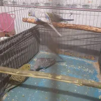 چهار مرغ عشق برا فروش سوسنگرد