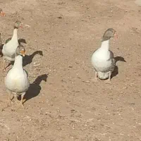 ۶ عدد غاز محلی|حیوانات مزرعه|تاکستان, |دیوار