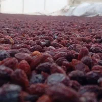 زغال اخته خشک