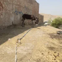 فروش الاغ|حیوانات مزرعه|دهدشت, |دیوار