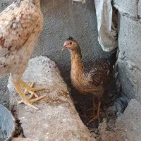 یه مرغ و دو نوچه را میفروشم|حیوانات مزرعه|کرباسک, |دیوار