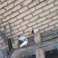 کفتر طوقی وکاشونی فروشی|پرنده|اصفهان, شهرک زاینده رود|دیوار