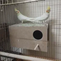 ۳ جفت عروس هلندی و قفس بزرگ