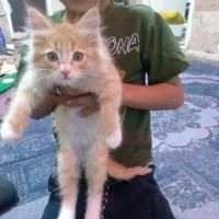 بچه گربه خانگی باهوش و حرف گوشکن فروشی