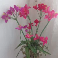 گل مصنوعی|گل مصنوعی|ملایر, |دیوار