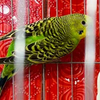 مرغ عشق نر اماد جفت