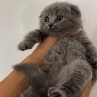 گربه اسکاتیش بلو