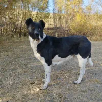 ماده سراب سایزدار