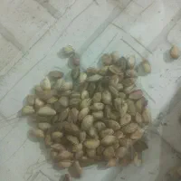 پسته کوهی