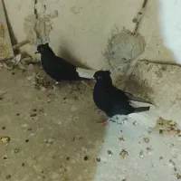 دوتا‌دومصفید‌سیاه‌ماده|پرنده|بجنورد, |دیوار