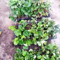 فروش نشا توت فرنگی سابرینا ترکیه