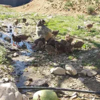 خریدار تخم مرغ نطفه دار برا دستگاه