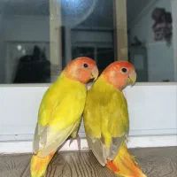 جفت طوطی برزیلی اوپال (کله سرخ)