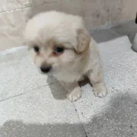 سگ مالتیپو نر