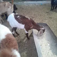 بز و نربز پاکستانی یا افغانی و دورگ|حیوانات مزرعه|جوادآباد, |دیوار