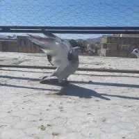 سینه سبز ماده|پرنده|مرودشت, تامین اجتماعی‎|دیوار