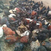 فروش تخم مرغ اردکی غازی بوقلمون