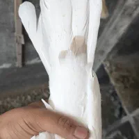 جفت نرماده طوقی|پرنده|شیراز, تندگویان|دیوار