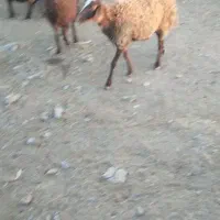 میش داشتی جوان سرحال|حیوانات مزرعه|کرچمبو, |دیوار