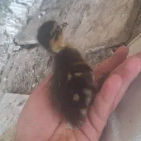 جوجه اردک گردن سبز(سوز)
