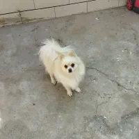 سگ پامر ماده