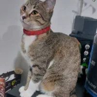 واگذاری گربه رایگان