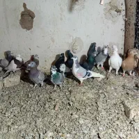 کفتر پرشی|پرنده|اسفرورین, |دیوار