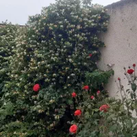 باغ به مساحت ۱۴۰۰ متر|فروش زمین و ملک کلنگی|گلمکان, |دیوار