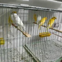 پرنده. قناری رسمی بلند و معمولی