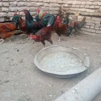 خروس|حیوانات مزرعه|گرمسار, |دیوار