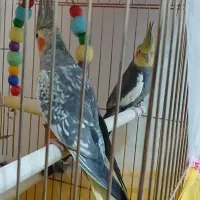 عروس هلندی نر و ماده جفت