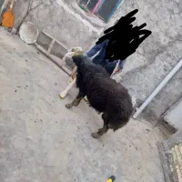 گوسفند بران