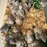 جوجه سرلاکی گرینچیک