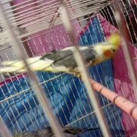 عروس هلندی جفت با جوجه|پرنده|تربتحیدریه, طالقانی|دیوار