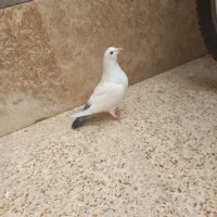 زاغ|پرنده|رابر, |دیوار