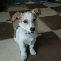 واگذاری سگ خونگی باهوش