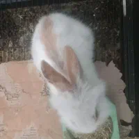 فروش خرگوش مینی لوپ در فیروزکوه با کلیه لوازم|موش و خرگوش|فیروزکوه, |دیوار