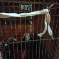 آگهی بخون