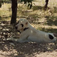 ماده آلابای افغان ۲ ساله