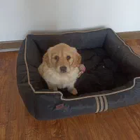 توله گلدن رتریور اصیل