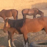 اسب سالم و سوارکاری درجه یک