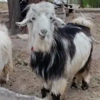 بزغاله نر مناسب