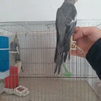 عروس هلندی های نر اهلی