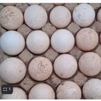 تخم بوقلمون و بوقلمون