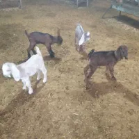 بزغاله چند روزه