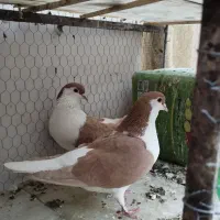 جفت شیرازی زرد