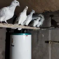 کفتر|پرنده|نیشابور, مازول|دیوار