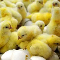 جوجه گوشتی راس ۳۰۸ یک روزه